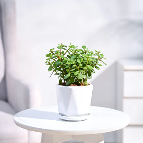 Jade Mini