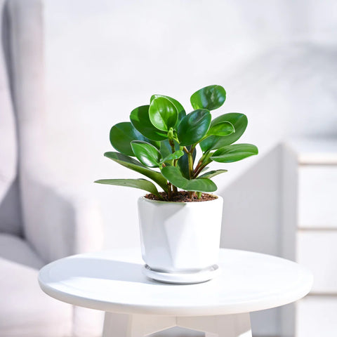 Peperomia Obtusifolia
