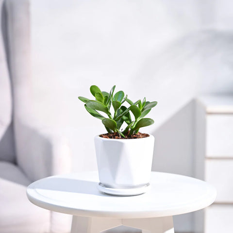 Crassula Ovata