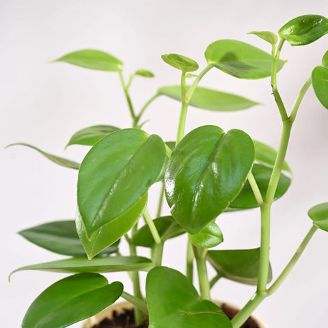 Peperomia Obtusifolia - Green