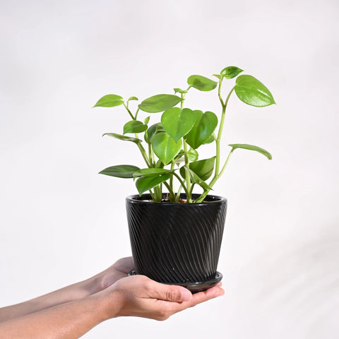 Peperomia Obtusifolia - Green