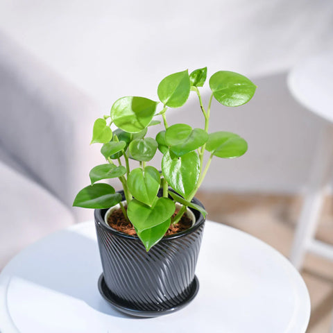 Peperomia Obtusifolia - Green