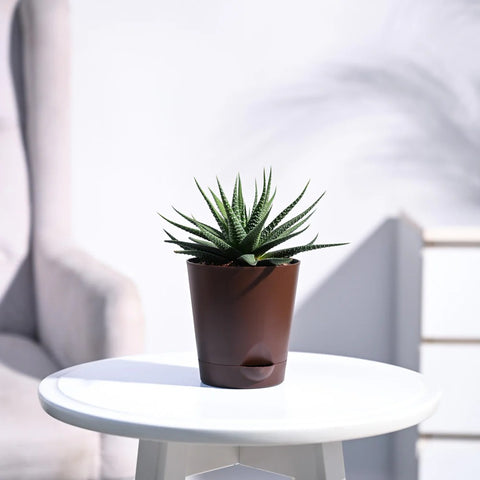 Haworthia Attenuata