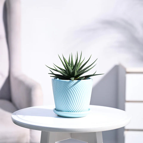 Haworthia Attenuata