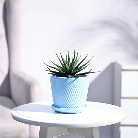 Haworthia Attenuata