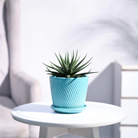 Haworthia Attenuata