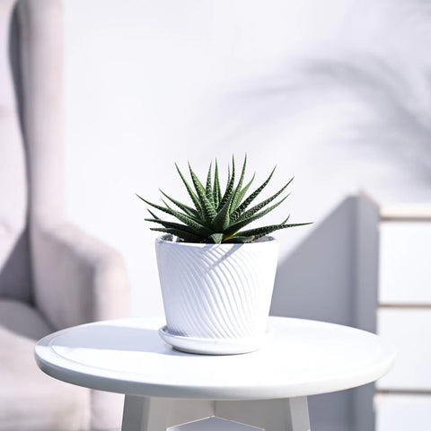 Haworthia Attenuata