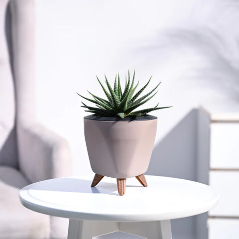 Haworthia Attenuata