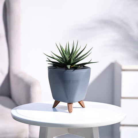 Haworthia Attenuata