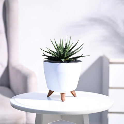 Haworthia Attenuata