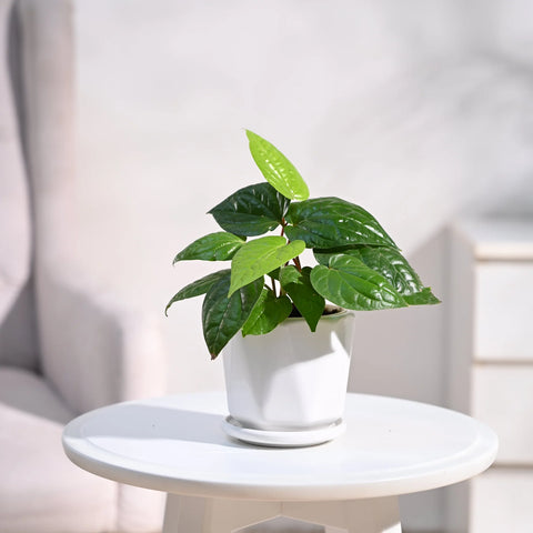 Betel Leaf