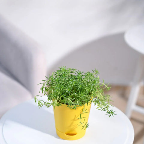 Golden Sedum