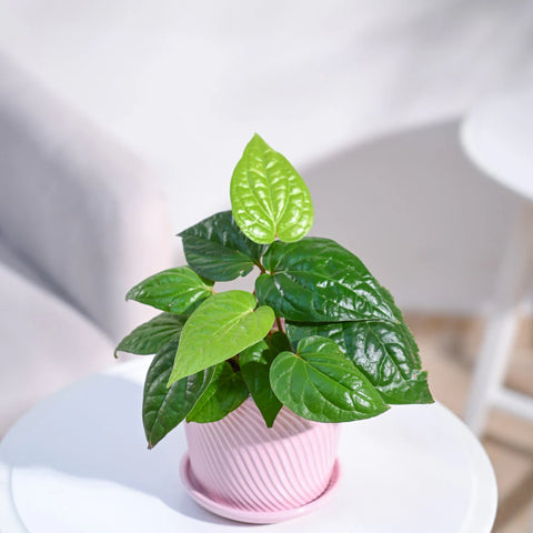 Betel Leaf