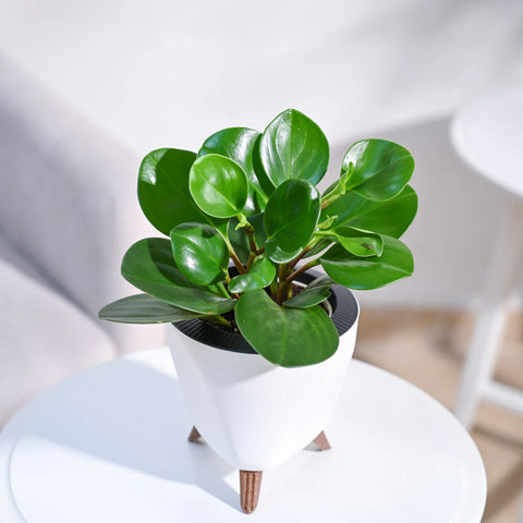 Peperomia Obtusifolia