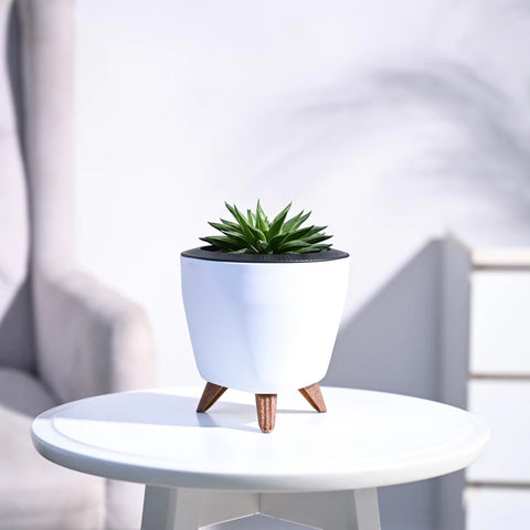 Haworthia Turgida