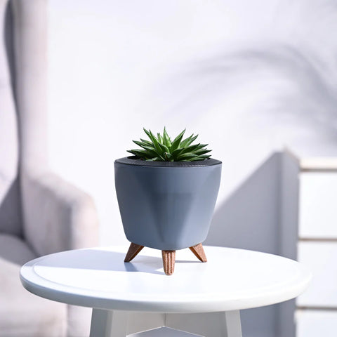 Haworthia Turgida