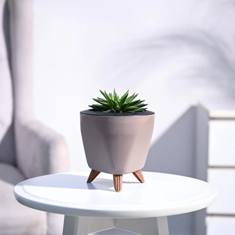 Haworthia Turgida