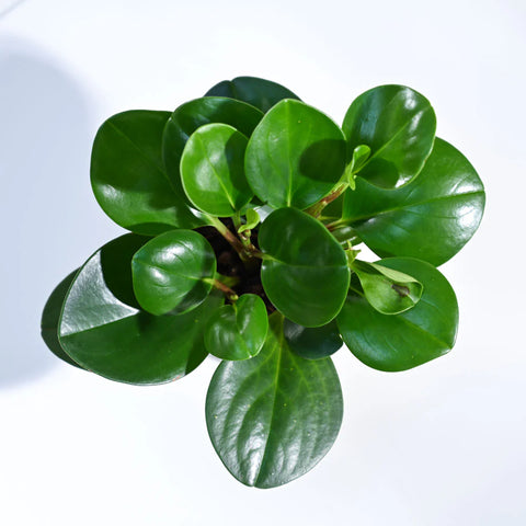 Peperomia Obtusifolia