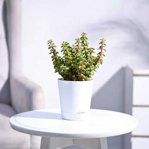 Jade Mini - Variegated