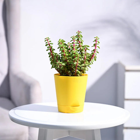 Jade Mini - Variegated