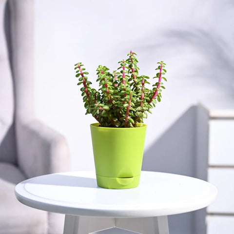 Jade Mini - Variegated