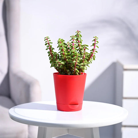 Jade Mini - Variegated