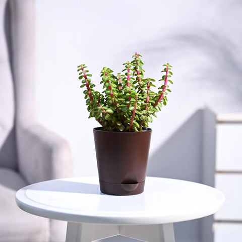 Jade Mini - Variegated