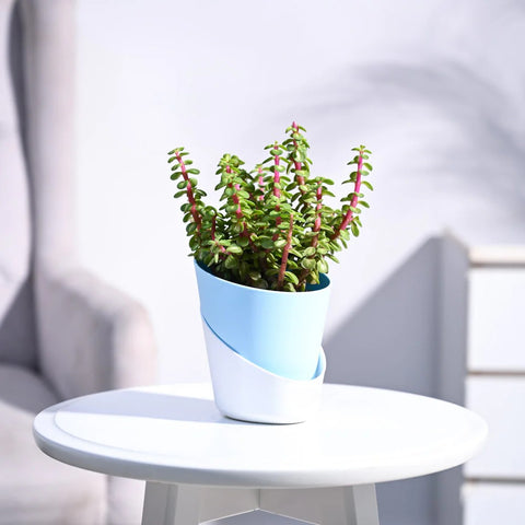 Jade Mini - Variegated