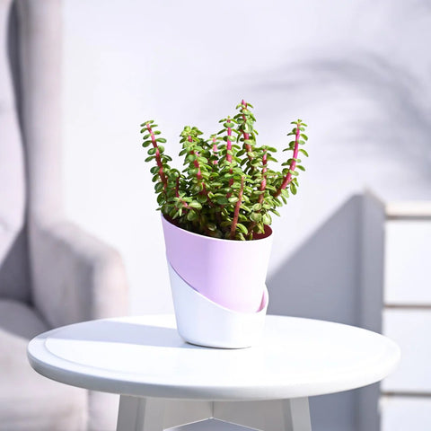 Jade Mini - Variegated
