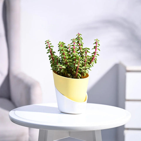 Jade Mini - Variegated