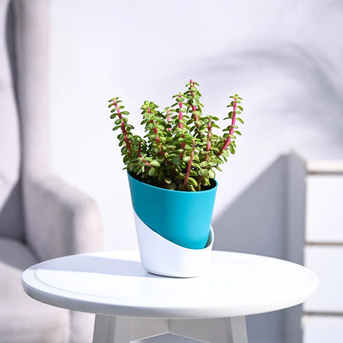 Jade Mini - Variegated