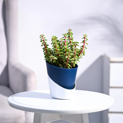 Jade Mini - Variegated