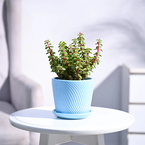 Jade Mini - Variegated