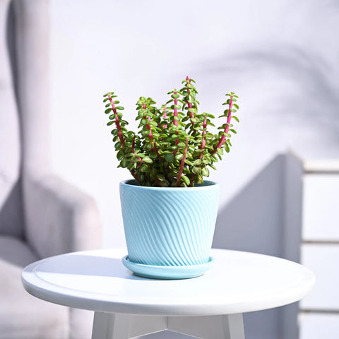 Jade Mini - Variegated