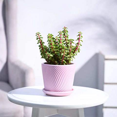 Jade Mini - Variegated