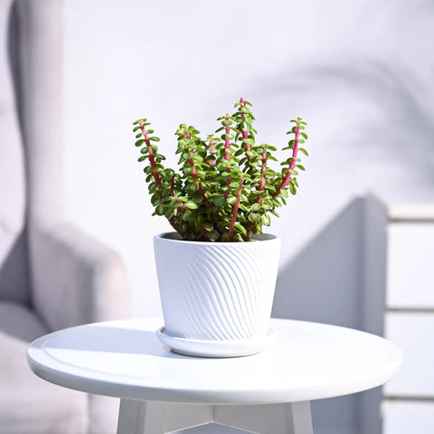 Jade Mini - Variegated