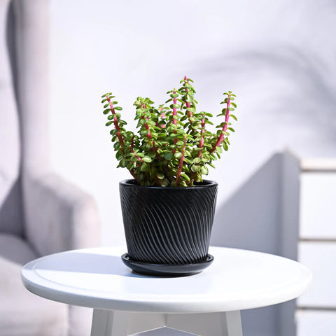 Jade Mini - Variegated