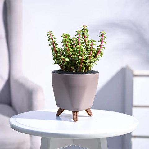Jade Mini - Variegated