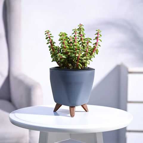 Jade Mini - Variegated