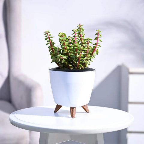 Jade Mini - Variegated