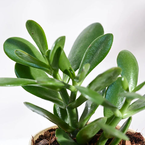 Crassula Ovata