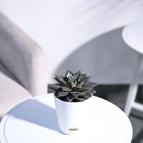 Echeveria Lotus Chinensis