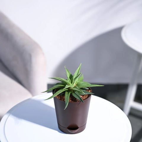 Haworthia Limifolia var. Ubomboensis