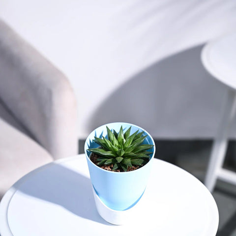 Haworthia Turgida
