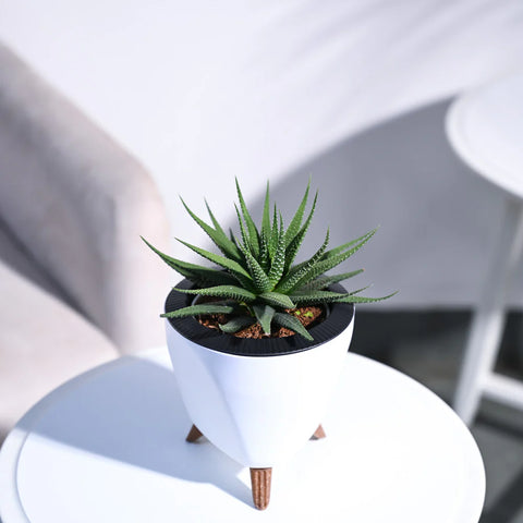 Haworthia Attenuata