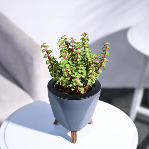 Jade Mini - Variegated