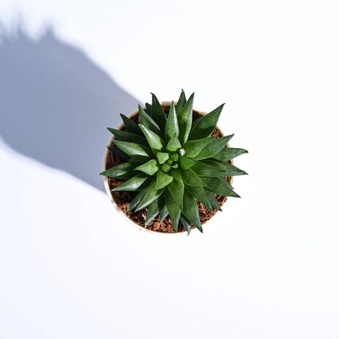 Haworthia Turgida