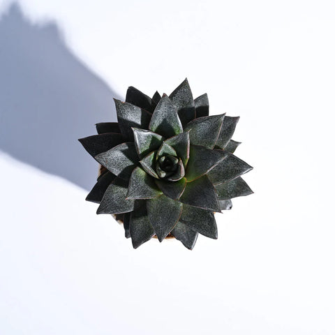 Echeveria Lotus Chinensis