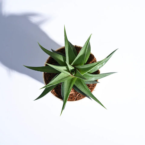 Haworthia Limifolia var. Ubomboensis