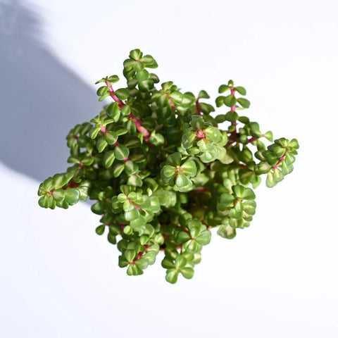 Jade Mini - Variegated